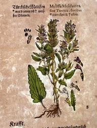 Die Melisse. Gravur - in „Kreutterbuch Dess Hochgelehrten unnd weitberühmten Herrn D. Petri Andreae Matthioli“ von Pietro Andrea Mattioli (Matthiole) (1500-1577). Frankfurt