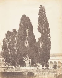 Alte Zypressen im Kartäuserkloster, Rom, 1853-56