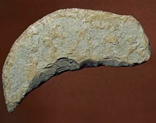 Vorgeschichte: Chopper-Werkzeug aus Stein aus den Køkkenmøddingern, Dänemark. Paläolithikum. Verona, Museo Civico di Storia Naturale, Italien