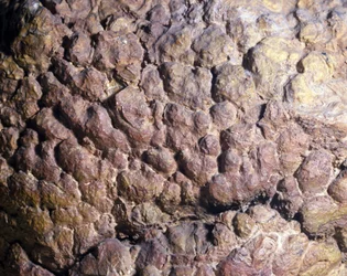Prähistorie: Collenia-Felsen aus Stromatolith oder Stromatolith aus Nordafrika. Silurische Periode
