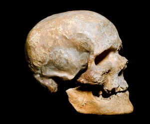 Vorgeschichte: fossiler Schädel des Cro-Magnon-Menschen (auch Cro Magnon oder Cromagnon), Homo sapiens. Datierung aus dem Solutréen, Jungpaläolithikum. Museo Civico di Storia Naturale, Mailand