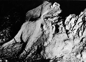 Prähistorie: Paläolithische Kunst, zwei Tonbison, Höhle von Tuc d