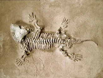 Vorgeschichte: Fossil des Seymouria Bayolorensis Amphibienreptils aus Texas, USA. Perm. Museo civico di storia naturale, Mailand