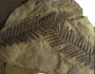 Vorgeschichte: Fossil einer Neuropteris aus der Familie der Farne. Ära des Paläozoikums, Periode des Karbons. Gefunden in Villach, Österreich