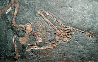Vorgeschichte: Fossil des großen Primaten Oreopithecus (Oreopithecus bambolii) vom Monte Bamboli (Grosseto). Miozän. Museo civico di storia naturale, Mailand