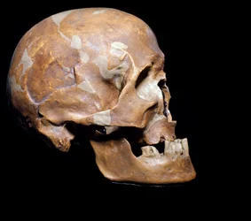Urgeschichte: fossiler Schädel des Homo sapiens (Mensch von Cro-Magnon oder Cro Magnon oder Cromagnon) aus Chancelade (Dordogne). Magdalénien-Kultur, Jungpaläolithikum. 15.000 v. Chr. Museo Civico di Storia Naturale, Mailand