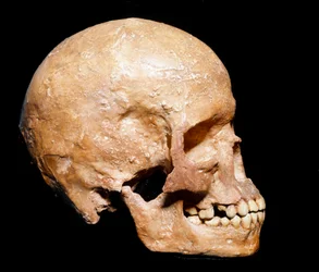 Vorgeschichte: fossiler Schädel des Homo sapiens aus Grimaldi, Ventimiglia (Italien). Aurignacien-Kultur, Jungpaläolithikum. Städtisches Naturkundemuseum, Mailand