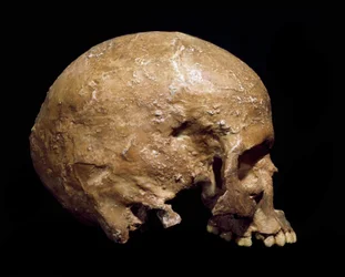 Vorgeschichte: fossiler Schädel des Homo sapiens aus Grimaldi, Ventimiglia (Italien). Aurignacien-Kultur, Jungpaläolithikum. Städtisches Naturkundemuseum, Mailand