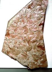Fossilisierte Blätter aus dem Piemont (Italien). Periode des unteren Quartärs. Museo civico di storia naturale, Mailand