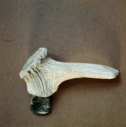 Prähistorie: grüne Steinaxt mit Hirschhorngriff aus der Höhle von Pollera (Finale Ligure), Ligurien. Mittleres Neolithikum, Steinzeit. Genua, Museo di archeologia Ligure
