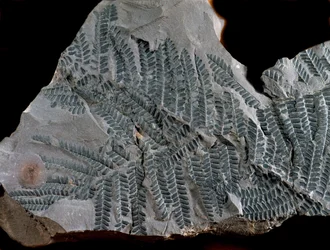 Prähistorie: Periode des höheren Karbon. Fossil von Acitheca Poymorphe aus der Farnfamilie. Fund in Göttelborn in Deutschland
