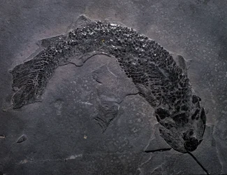 Vorgeschichte: Art des fossilen Gyroptichus, Paläozoikum, Devon. Gefunden in Schottland.