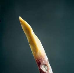 Prähistorie: Feuersteinspitze aus der Nekropole von Arene Candide (Finale Liguria), Ligurien. Oberes Paläolithikum, Steinzeit. Genua, Museo di archeologia Ligure
