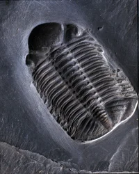 Urgeschichte: Trilobit Phacops Rana Fossil (Gliederfüßer). Zeitalter des Paläozoikums, Periode des Devon. Fund im Gebiet von Bundenbach in Deutschland.