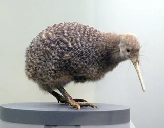 Präpariertes Kiwi-Vogel-Exemplar (Apterygidae), flugunfähig. Auckland Museum, Neuseeland