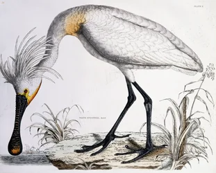 Weißer Löffler, 1834