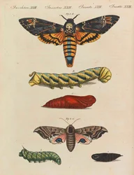 Kinderbilderbuch Kinderenzyklopädie von Friedrich Johann Justin Bertuch, 1798-1830