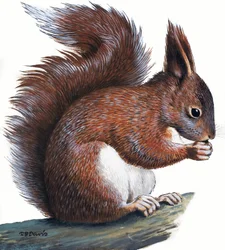Rotes Eichhörnchen