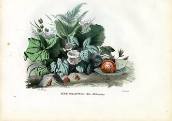 Helix-Schnecken, 1863-79