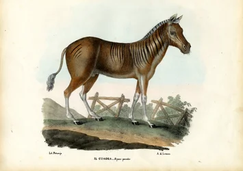Quagga, 1863-79