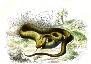 Vipern-Speer (Cophias Lanceolatus) - Tafel aus Naturgeschichte von Bernard Germain de Lacepede