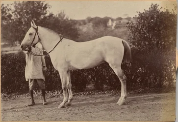 Das Pferd von Captain Bailward, Jhansi (Rückseite, rechts)