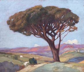 Landschaft mit Schirmkiefer
