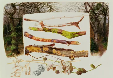 Gegenstände aus dem Winterwald, 2000