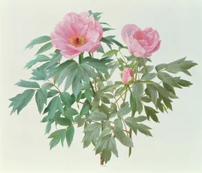 Japanische Baum-Pfingstrose