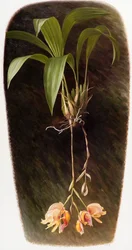 Orchidee