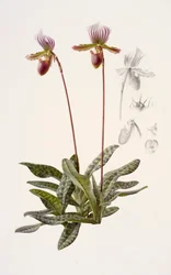 Paphiopedilum barbatum