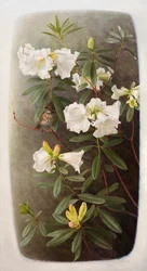 Rhododendron lindleyi