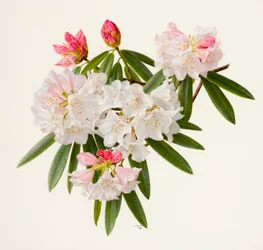 Rhododendron morii