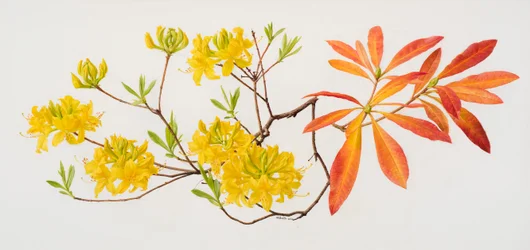 Rhododendron uteum