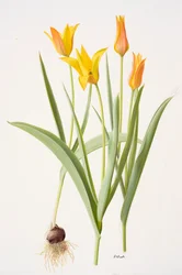 Tulipa ferganica