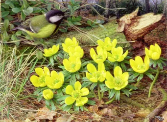 Winterlinge, 2000