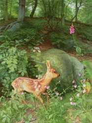 Junges Reh im Adel-Wald