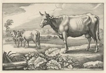 Weide mit Kühen
