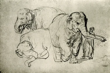 Studie von Elefanten