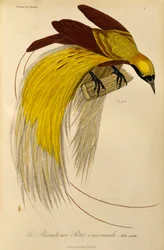 Männchen des Kleinen Paradiesvogels (Paradisaea minor), Gravur aus Histoire naturelle des oiseaux de paradis et des epimagues