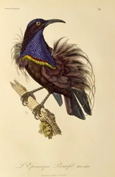 Erwachsener männlicher Paradiesgewehrvogel (Ptiloris paradiseus), Gravur aus Histoire naturelle des oiseaux de paradis et des epimagues