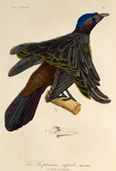 Erwachsenes Männchen des Überragenden Paradiesvogels (Lophorina superba), Gravur aus der Histoire naturelle des oiseaux de paradis et des epimagues