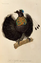 Erwachsener männlicher Westlicher Parotia (Parotia sefilata), Gravur aus Histoire naturelle des oiseaux de paradis et des epimagues