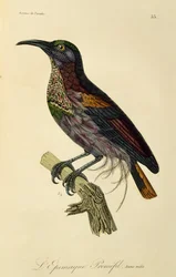 Junger männlicher Paradiesgewehrvogel (Ptiloris paradiseus), Gravur aus Histoire naturelle des oiseaux de paradis et des epimagues