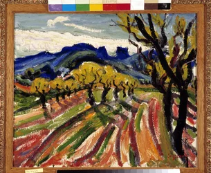 Olivenhain in den Alpilles