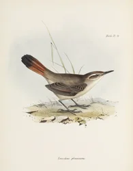 Bänderschwanz-Erdhacker, Südamerika, ca. 1832-1836