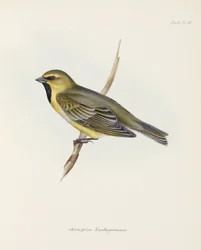 Fink, um 1832-1836