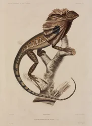 Kragenechse