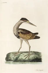 Reiher