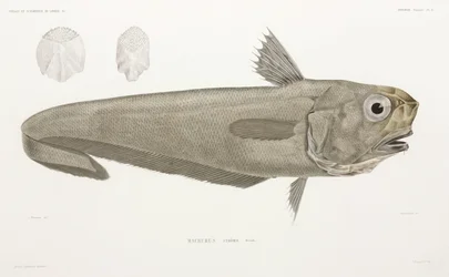Messerfisch